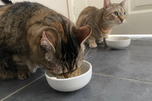 Good Eaters: Why a Cat’s Big Appetite Can Mean a Big Problem