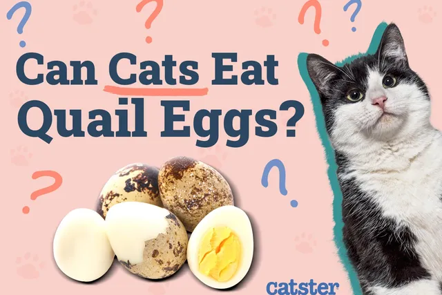 Can Cats Eat Quail Eggs? Vet-Approved Nutritional Benefits & Facts