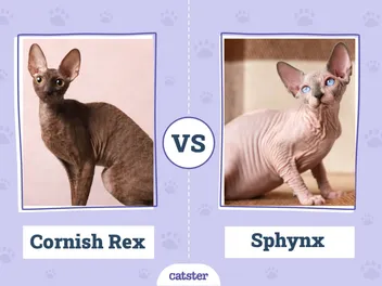 Cornish Rex vs. Sphynx: Differences Explained (With Pictures)