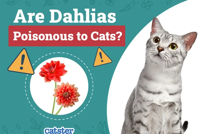 Are Dahlias Poisonous to Cats? Vet-Reviewed Houseplants Examined