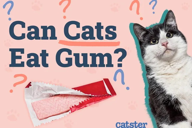 Can Cats Eat Gum? Vet-Approved Facts & FAQ