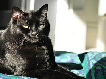 How Long Do Bombay Cats Live? Vet-Verified Facts & Data