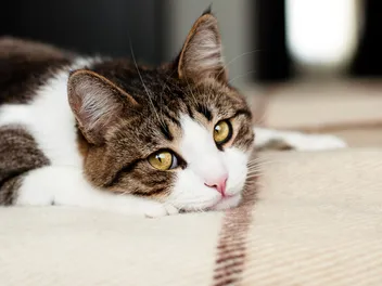 How Do Cats Say Sorry? Vet-Verified Communication & Bonding Explained