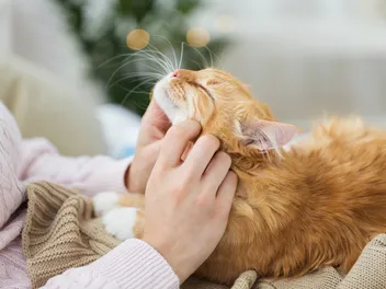 Holistic Cat Care: 8 Natural Ways to Keep Your Kitty Healthy (Vet Answer)