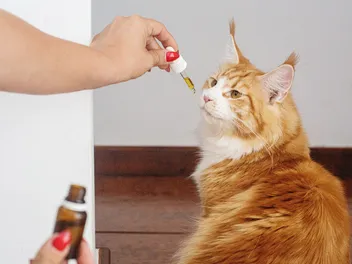 8 Best CBD Oils for Cats (2026) - Reviews & Top Picks