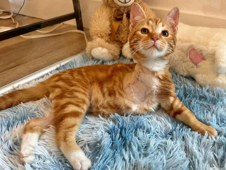 Hope for the Tiniest Fighters_ Baby Kitten Rescue _ Heroes of the Pet WorldWally incision