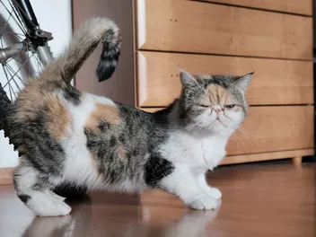 How to Calm a Cat in Heat: Our Vet Gives 6 Effective Remedies