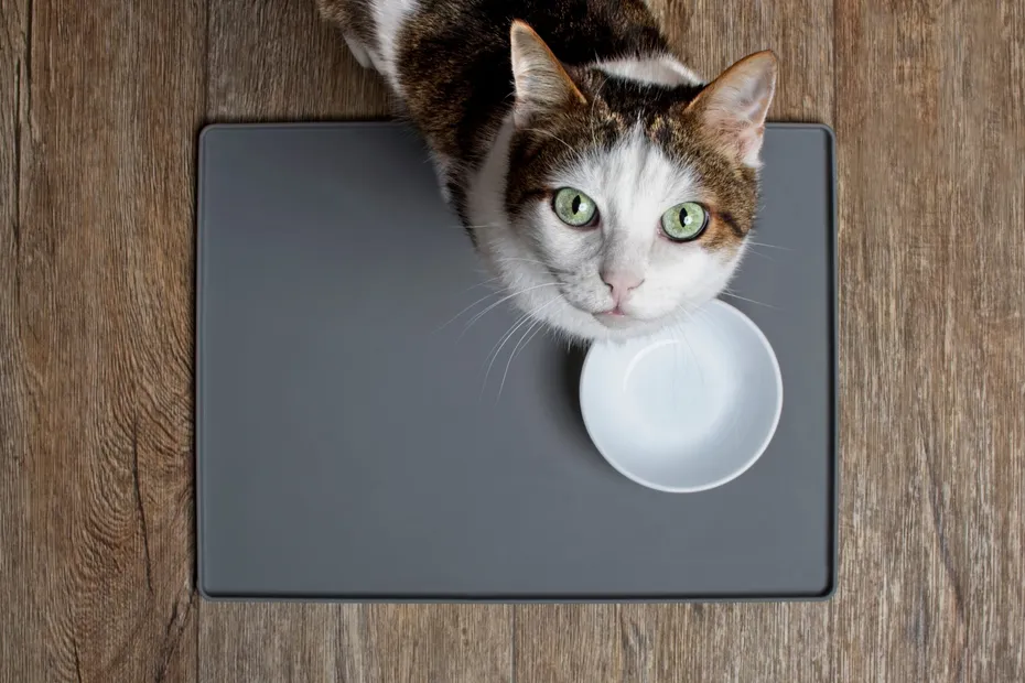 Tabby cat sitting in front of a emty food dish and looking to the camera