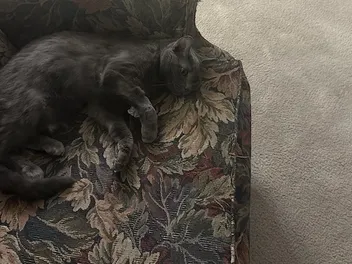 Strange Places That Cats Hide: Olga’s Preferred Spots