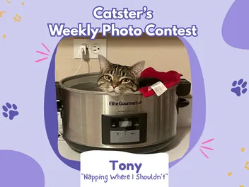 Catster’s Weekly Photo Contest Winners: Napping Where I Shouldn't (February 19, 2026)