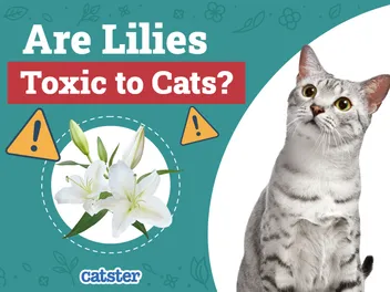 Are Lilies Toxic to Cats? Vet-Verified Facts & Safety Tips
