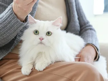 11 Senseless Cat Owner Sins According To Vets