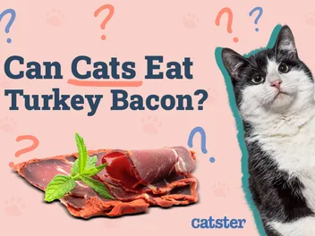 Can Cats Eat Turkey Bacon? Vet-Approved Risks & FAQ