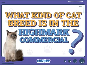 What Kind of Cat Breed Is In the Highmark Commercial? Famous Cats Presented