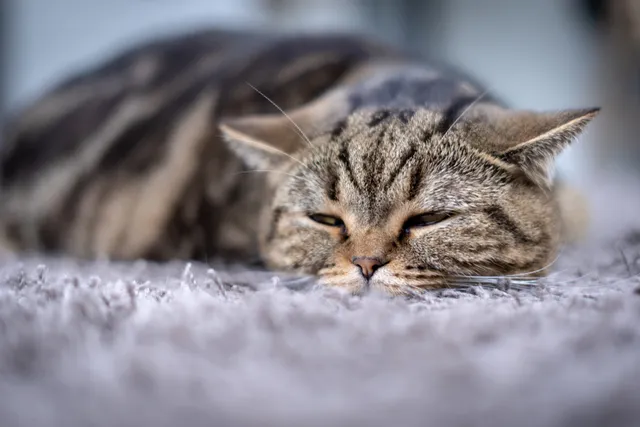 Why Is My Cat Suddenly Lethargic & Weak? 12 Vet-Verified Reasons