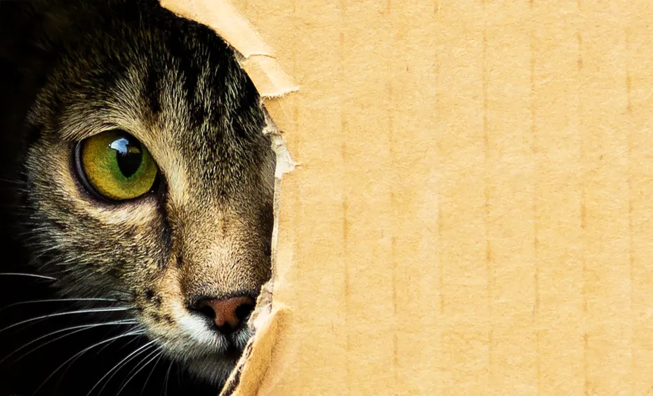 Cat looking from inside a cardboard box