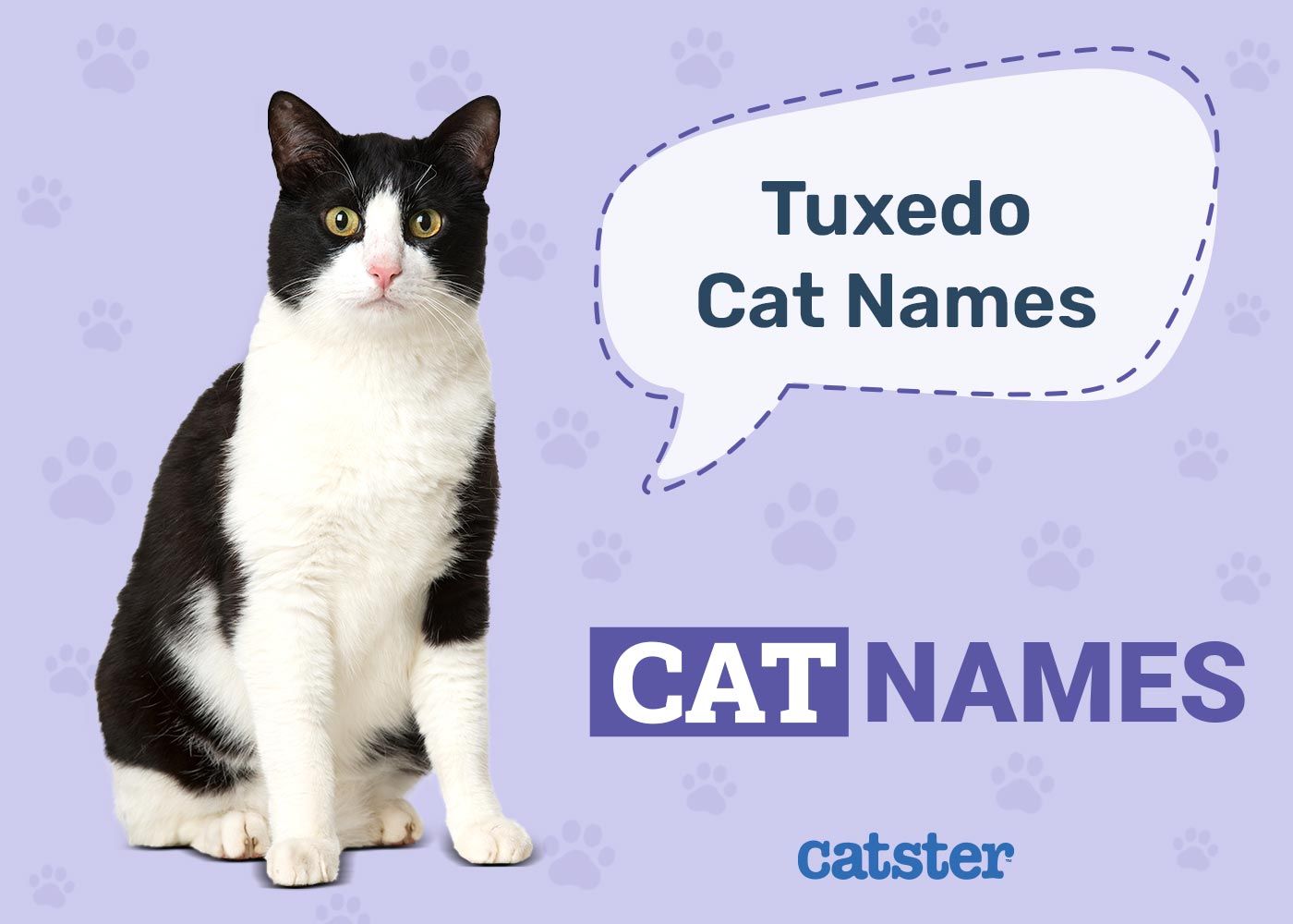 Names for Tuxedo Cats