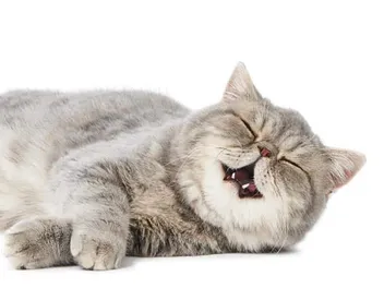 Do Cats Breathe Faster When They Purr? Vet-Verified Facts & FAQ