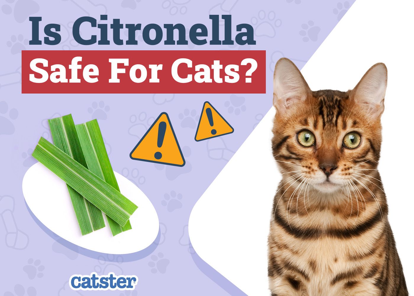 Catster_Is Citronella Safe for Cats