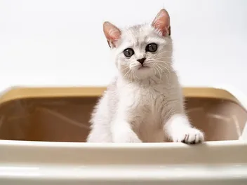 Is My Cat Being Constipated an Emergency? (Vet Answer)
