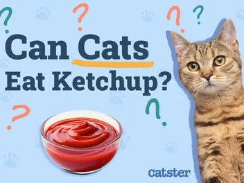 Can Cats Eat Ketchup? Vet-Reviewed Diet Facts & FAQ