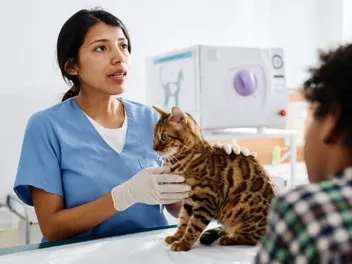 Cat Bladder Cancer: When to Euthanize (Vet Explained Signs & Advice)