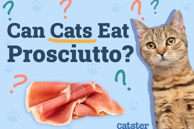 Can Cats Eat Prosciutto? Vet-Approved Nutritional Advice & FAQ