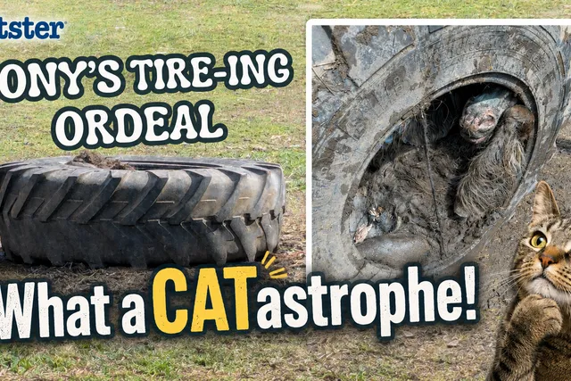 What a CATastrophe! A Tire-ing Ordeal For a Pony in the UK