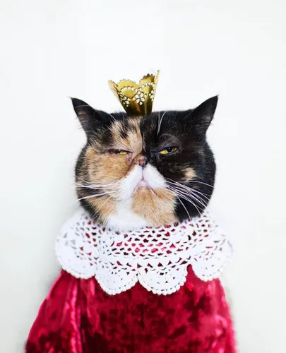 @pudgethecat