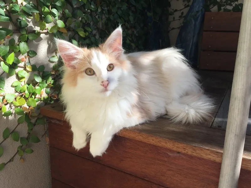van bi-color norwegian forest cat lying on the deck
