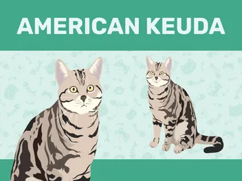 American Keuda Cat Breed Info: Pictures, Personality & Traits