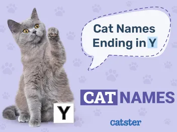 80 Cat Names Ending in Y for a New Kitty (With Meanings)
