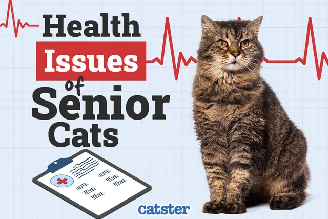 10 Senior Cat Health Problems: Vet-Verified Common Issues