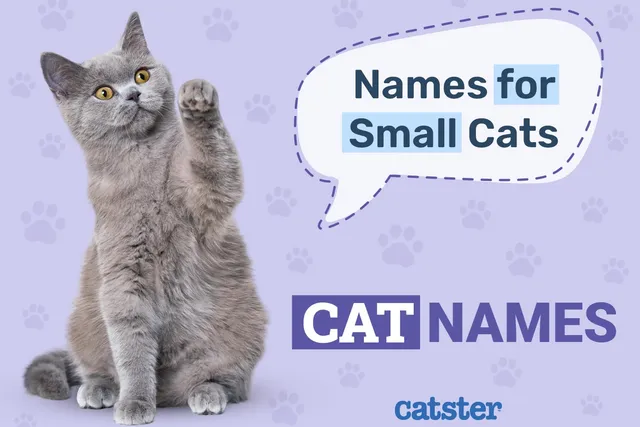 300+ Small Cat Names: Options For Your Tiny Cat
