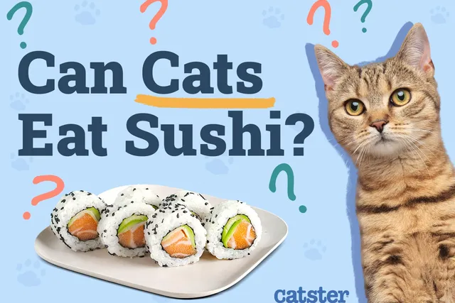 Can Cats Eat Sushi? Vet-Reviewed Nutrition Facts & Safety Guide