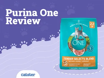 Purina ONE Cat Food Review of 2026: Recalls, Pros & Cons