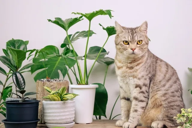 How to Cat-Proof Plants: 15 Vet-Reviewed Tips