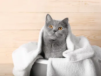 10 Best Cat Shampoos in the UK in 2026 - Reviews & Top Picks