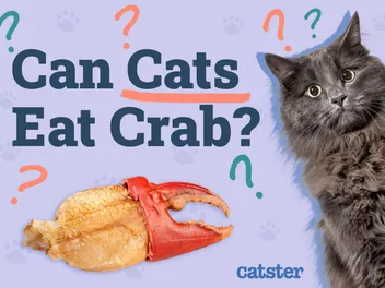 Can Cats Eat Crab? Vet-Approved Nutritional Facts & FAQ