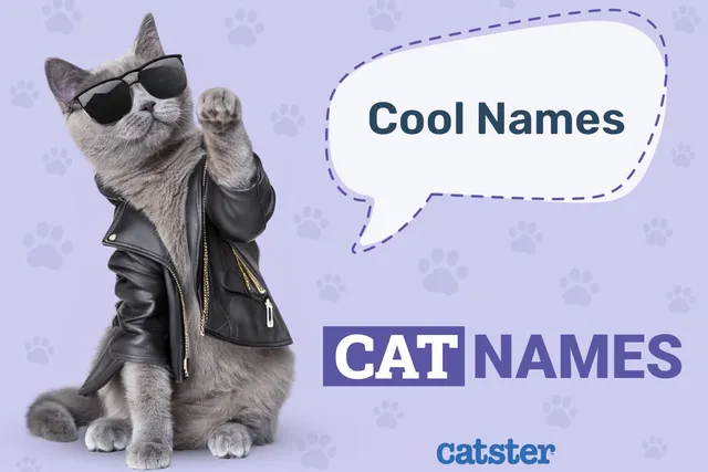100+ Cool Cat Names: Ideas for Carefree & Easy Going Cats