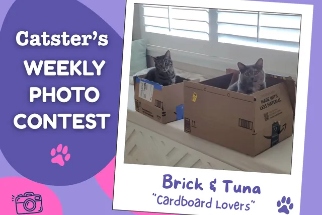 Catster’s Weekly Photo Contest Winners: Cardboard Lovers (June 22, 2026)