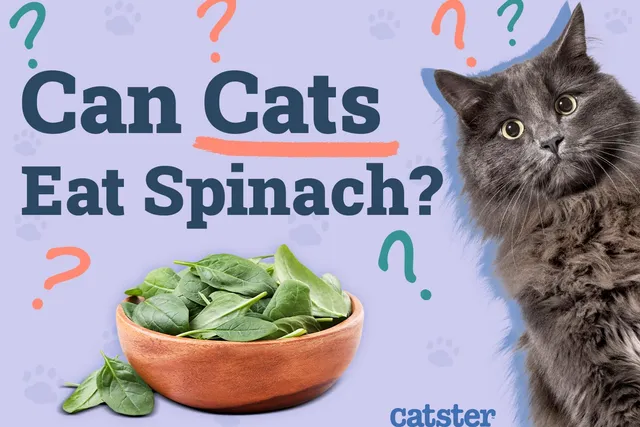 Can Cats Eat Spinach? Vet-Reviewed Nutritional Facts & FAQ