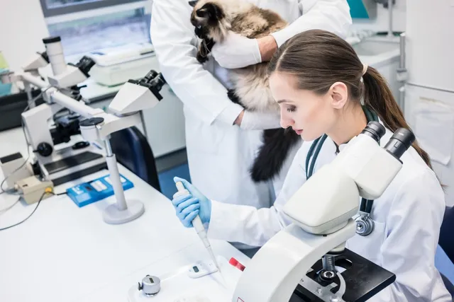 Interview With UC Davis Researchers Lead Study on Potential FIP Cure