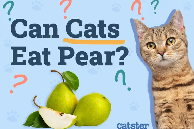 Can Cats Eat Pears? Vet-Verified Nutrition Facts & FAQ