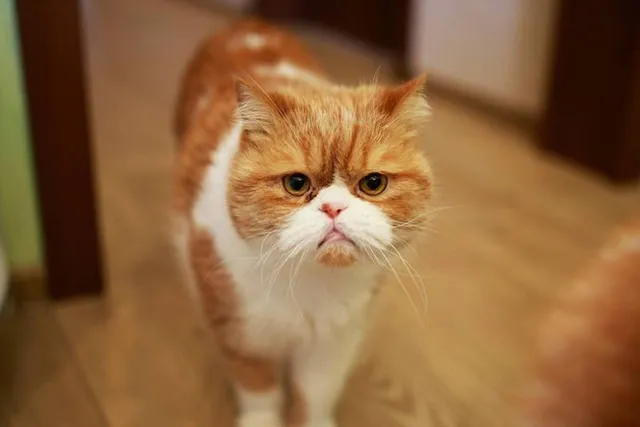 Do Cats Hold Grudges? Vet-Reviewed Feline Behavior & FAQ