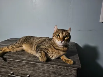 14 DIY Wooden Cat Beds You Can Create at Home (With Pictures)