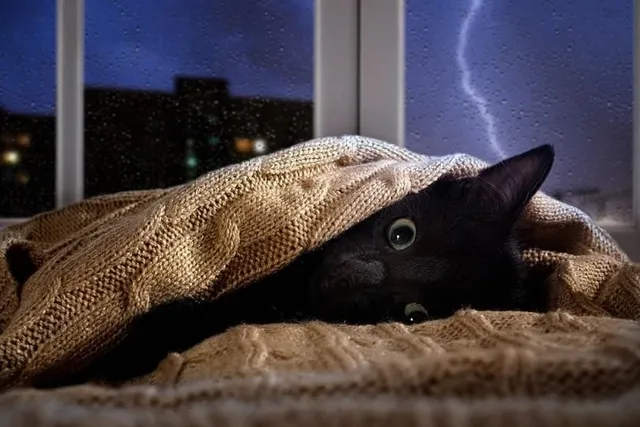 Why Does My Cat Burrow Under Blankets? 7 Vet-Verified Reasons
