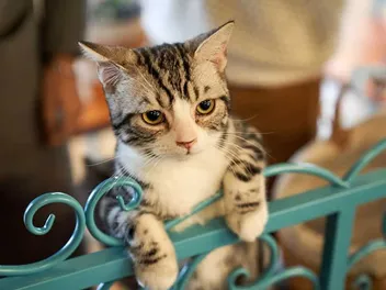 6 Free DIY Cat Gate & Barrier Plans You Can Make Today