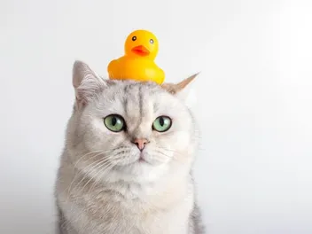 Is Your Cat Your Bathroom Buddy? 7 Vet-Reviewed Reasons Why Cats Sit At Your Feet