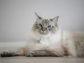 Can a Ragdoll Cat Be Left Alone? Tips to Keep Them Happy (Vet-Verified)